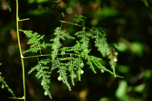 Asparagus setaceus