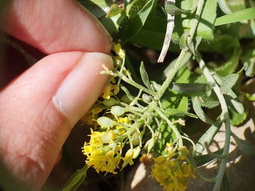 Odontarrhena serpyllifolia, photograph 2
