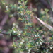 Micrantheum ericoides - Photo (c) Matthew Stevens, algunos derechos reservados (CC BY-NC-ND)