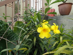 Allamanda cathartica