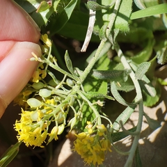 Mehdi Chetibi, CC BY, iNaturalist via GBIF Odontarrhena serpyllifolia, photograph Mehdi Chetibi, CC BY, iNaturalist via GBIF