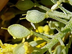 Mehdi Chetibi, CC BY, iNaturalist via GBIF Odontarrhena serpyllifolia, photograph Mehdi Chetibi, CC BY, iNaturalist via GBIF