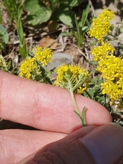 Mehdi Chetibi, CC BY, iNaturalist via GBIF Odontarrhena serpyllifolia, photograph Mehdi Chetibi, CC BY, iNaturalist via GBIF