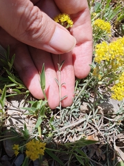 Odontarrhena serpyllifolia, photograph Mehdi Chetibi, CC BY, iNaturalist via GBIF