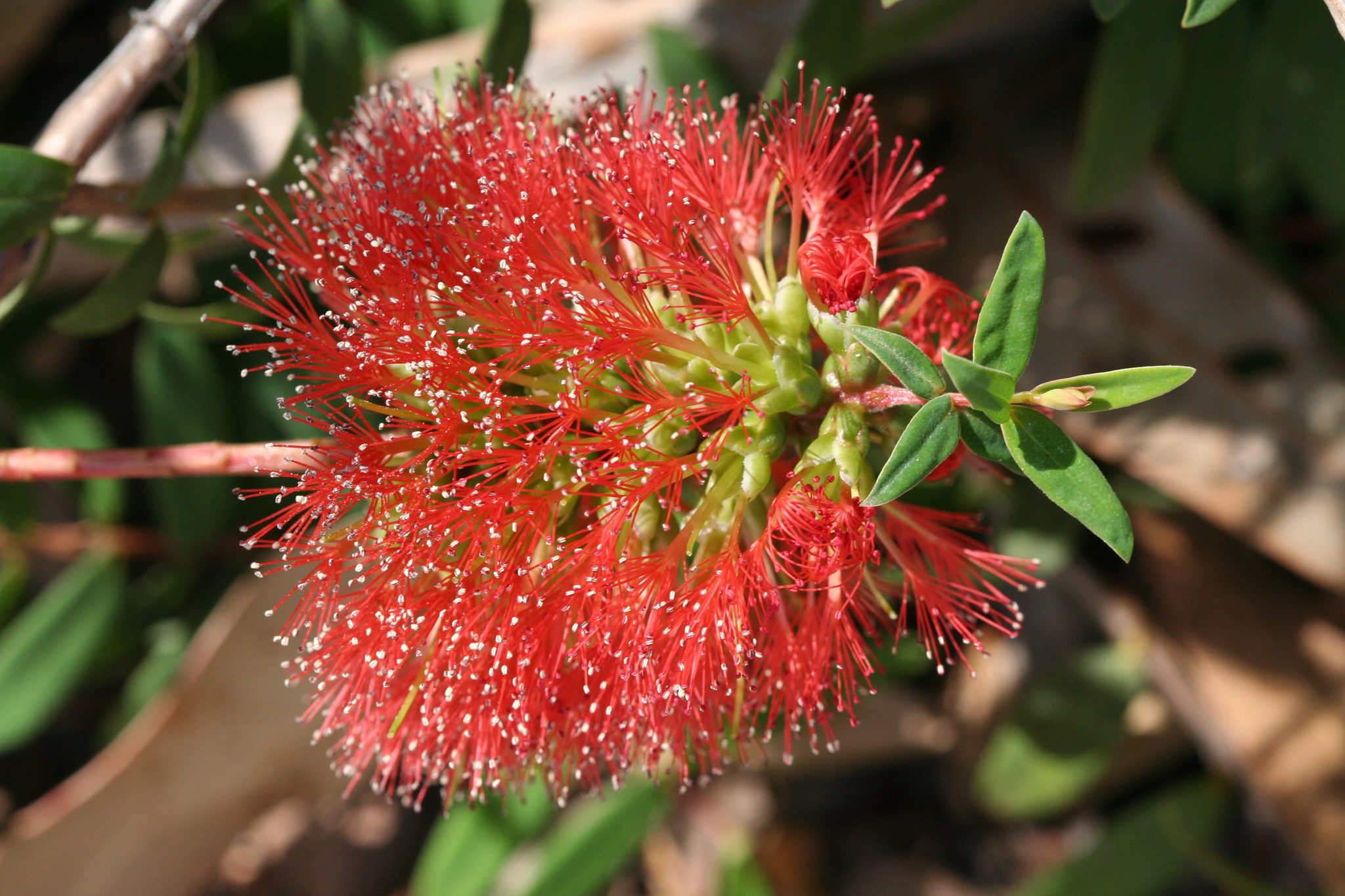 Melaleuca hypericifolia
