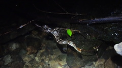 Trimerodytes aequifasciatus