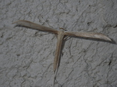 Oidaematophorini