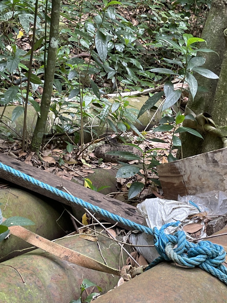 Martinique Lancehead in April 2024 by kevindavid1 · iNaturalist