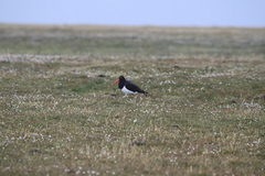 Haematopus leucopodus