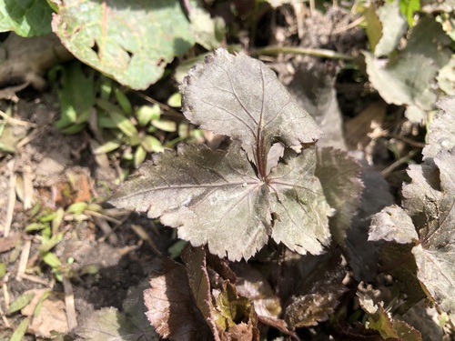 Image of Cryptotaenia japonica by no rights reserved