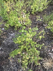 Aeollanthus parvifolius