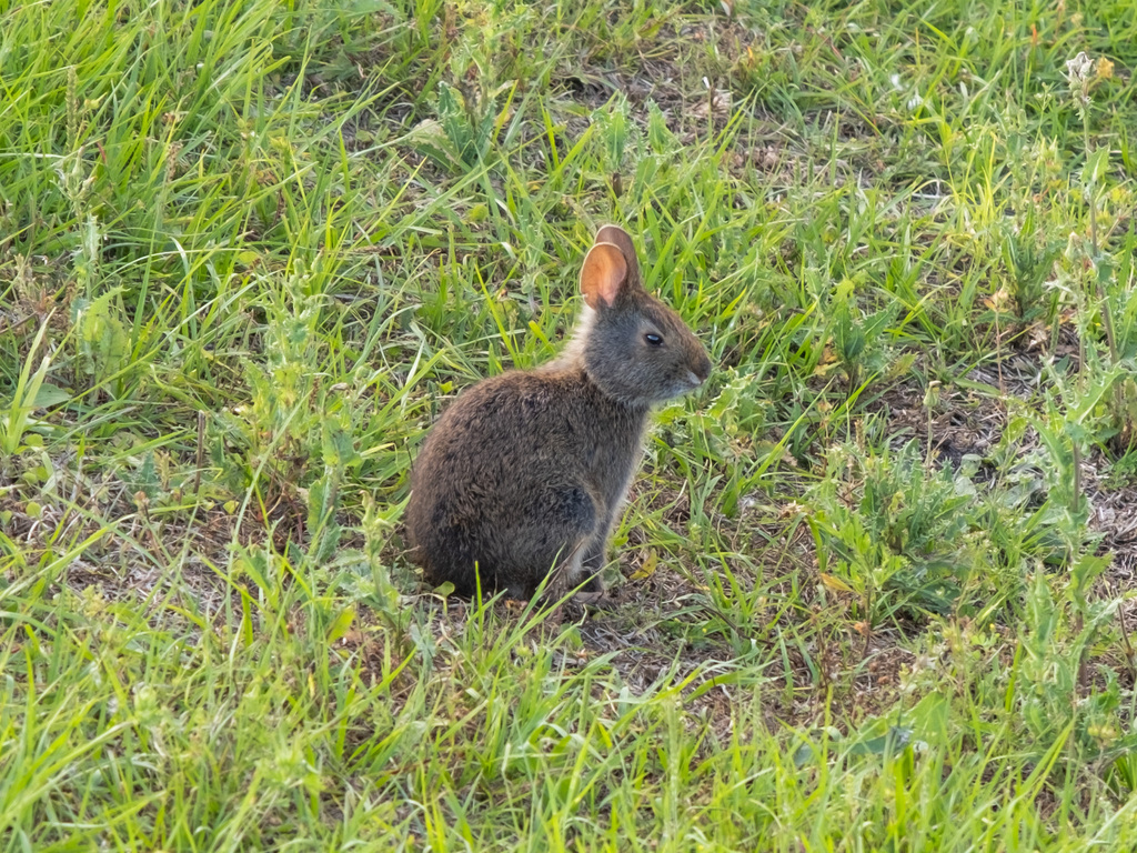 Florida Rabbit Marsh Rabbit from Alachua County, FL, USA on April 24, 2024 at 05:42 PM ...