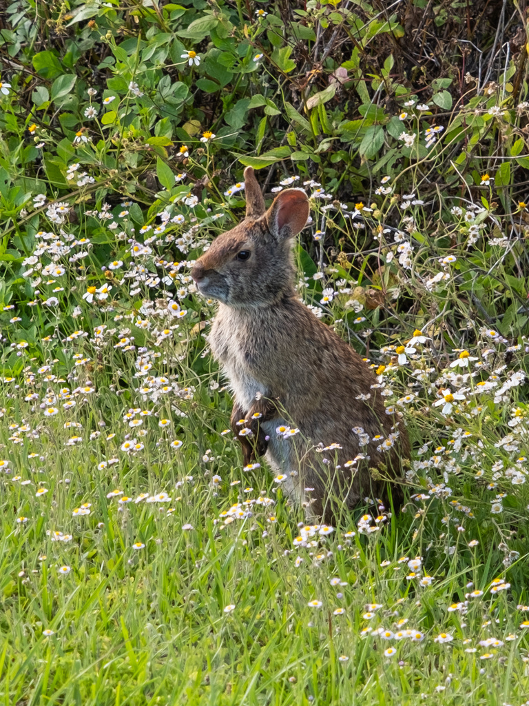 Marsh Rabbit from Alachua County, FL, USA on April 24, 2024 at 05:56 PM ...