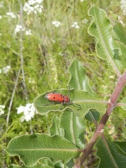 Tetraopes texanus