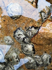 Saccostrea