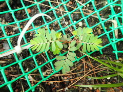 Phyllanthus urinaria