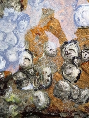 Saccostrea