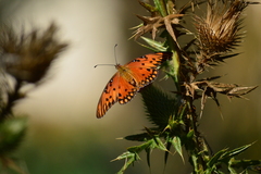 Dione vanillae maculosa