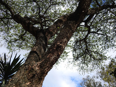Vachellia