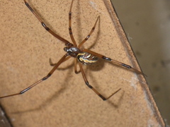 Latrodectus hesperus