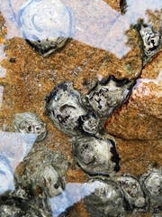 Saccostrea