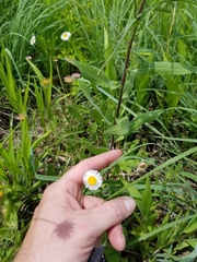 Erigeron procumbens