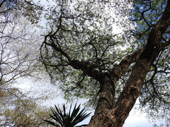 Vachellia