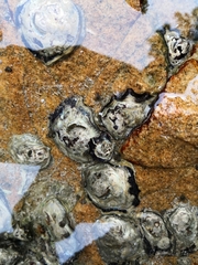 Saccostrea