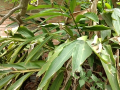 Alpinia zerumbet