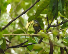 Apalis flavida
