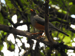 Turdus abyssinicus