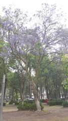 Jacarandeae