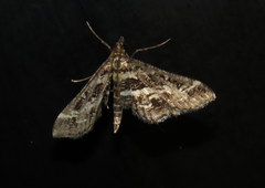 Diasemiopsis ramburialis