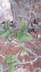Salvia cuspidata