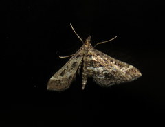 Diasemiopsis ramburialis