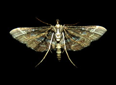 Diasemiopsis ramburialis