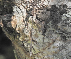 Chlorolestes tessellatus