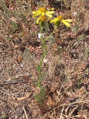 Senecio riddellii