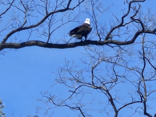 Bald Eagle photographed in Illinois