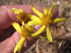 Senecio riddellii