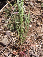 Senecio riddellii