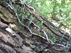 Microgramma mortoniana