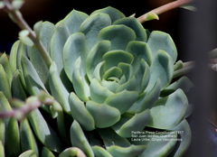 Echeveria elegans