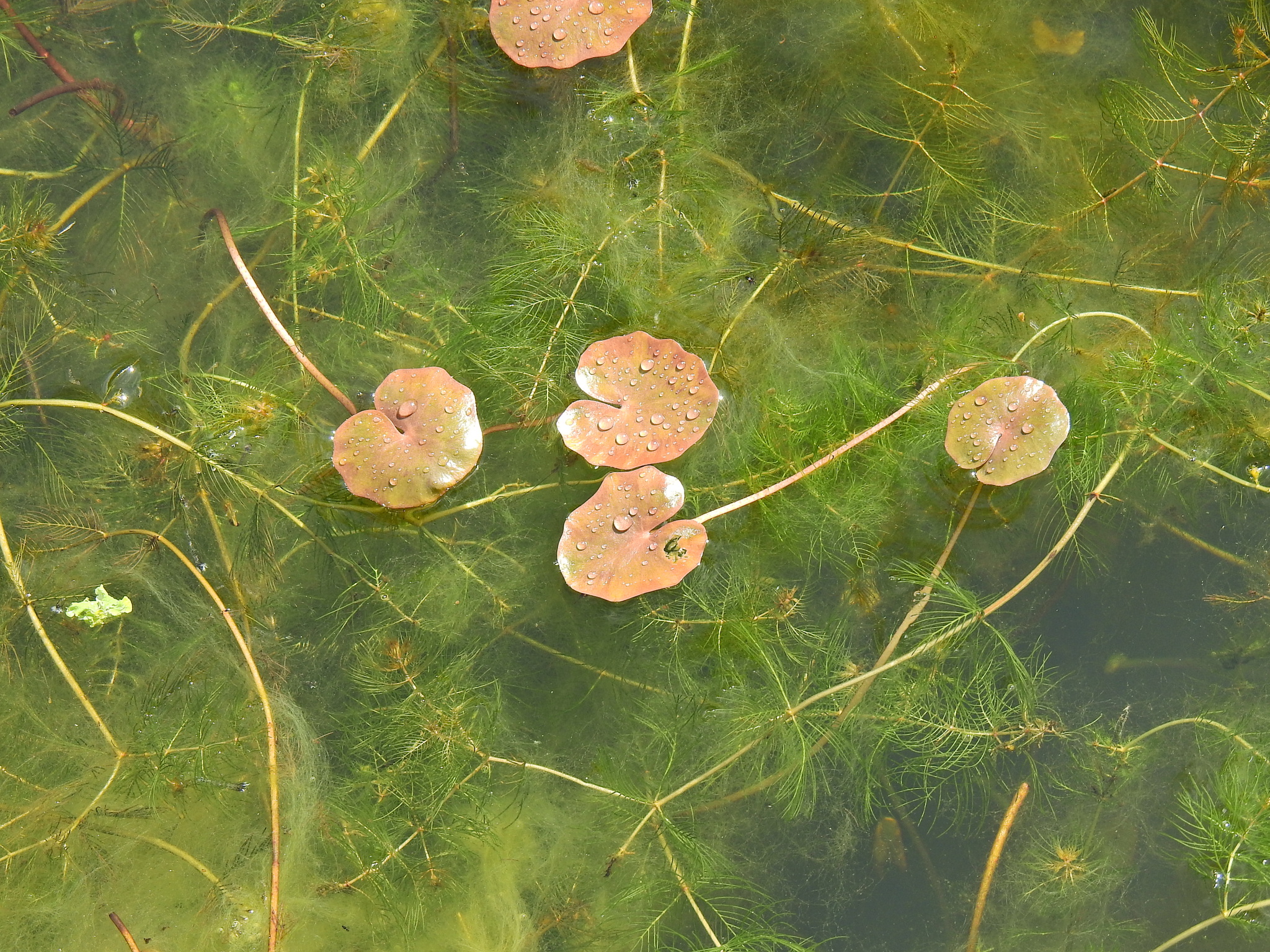 Imagem de Planta-espelho
