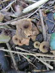 Lactarius hepaticus