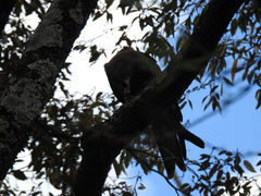 Milvus migrans parasitus