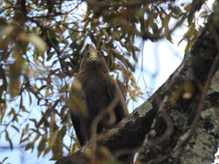 Milvus migrans parasitus