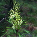 Lomatia myricoides - Photo (c) Ian Sutton,  זכויות יוצרים חלקיות (CC BY-NC-SA)