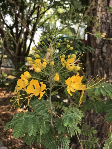 Caesalpinia pulcherrima iNat (3)