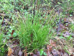 Carex bromoides